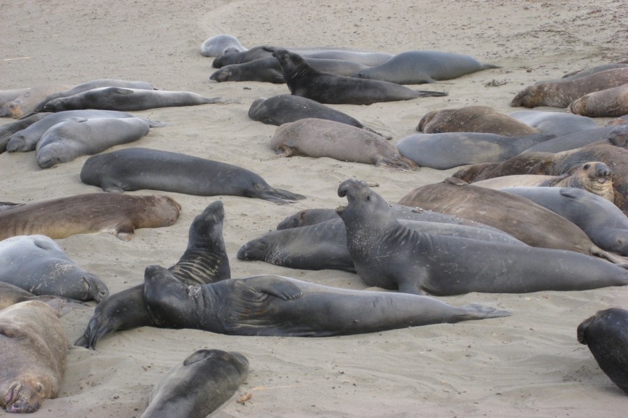 ../image/elephant seals near san simeon 3.jpg